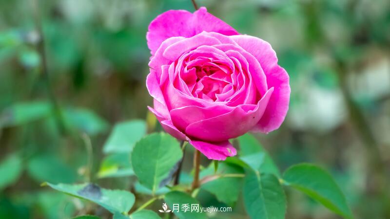 玫瑰花怎么养护？五步教你养好玫瑰花(图1)