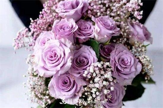 2020年十大玫瑰花品种排行榜(图3) 2024年十大玫瑰花品种排行榜(图3)