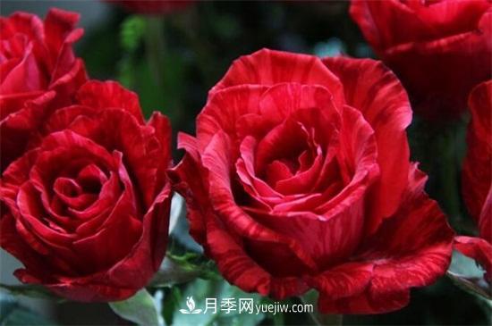 2020年十大玫瑰花品种排行榜(图4) 2024年十大玫瑰花品种排行榜(图4)