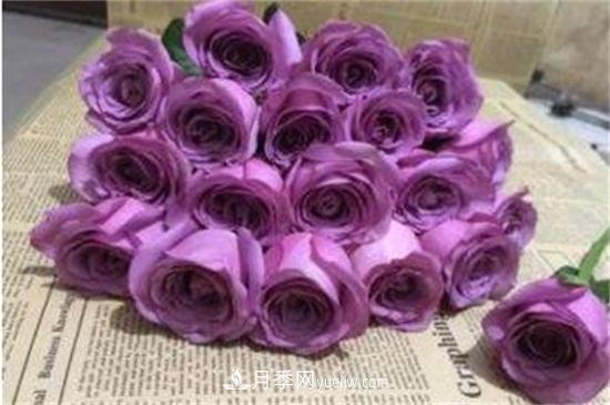 2020年十大玫瑰花品种排行榜(图5) 2024年十大玫瑰花品种排行榜(图5)