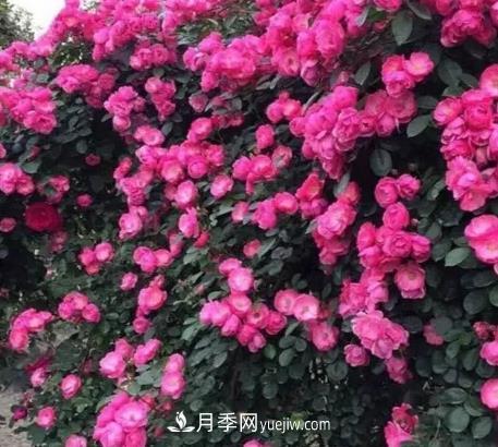 不用纠结藤本月季开花量少，你还没试试这三个小型藤本月季(图3)