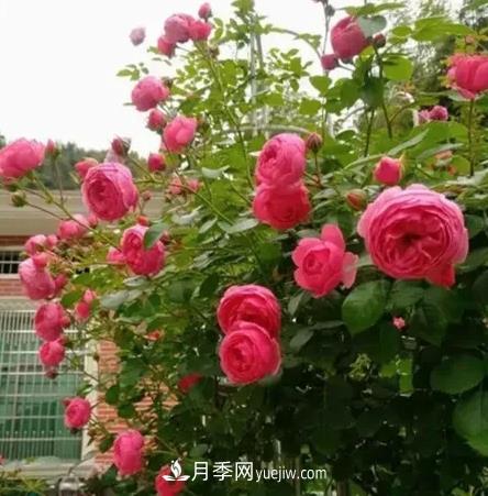不用纠结藤本月季开花量少,你还没试试这三个小型藤本月季(图2) 不用纠结藤本月季开花量少,你还没试试这三个小型藤本月季(图2)