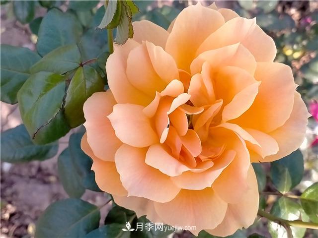 漯河月季：初冬的月季傲娇如春！(图2)