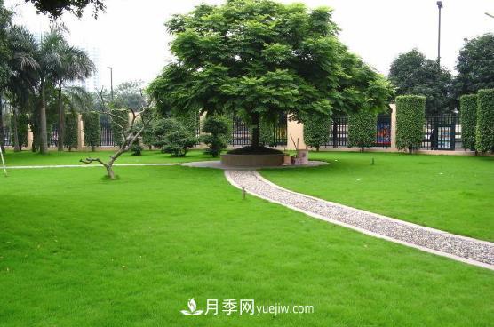 草坪与点缀植物的合理选择(图1)