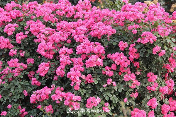 最值得栽的10种藤本月季，每一种都很优秀(图2)