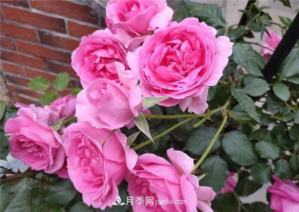 最值得栽的10种藤本月季，每一种都很优秀(图1)