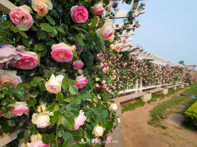 最值得栽的10种藤本月季，每一种都很优秀(图5)