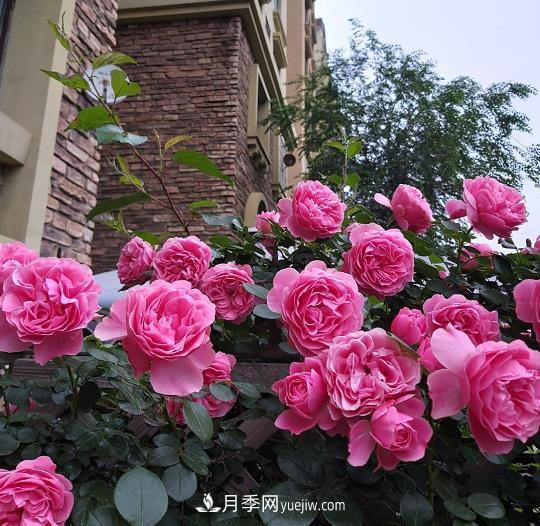 最值得栽的10种藤本月季，每一种都很优秀(图7)