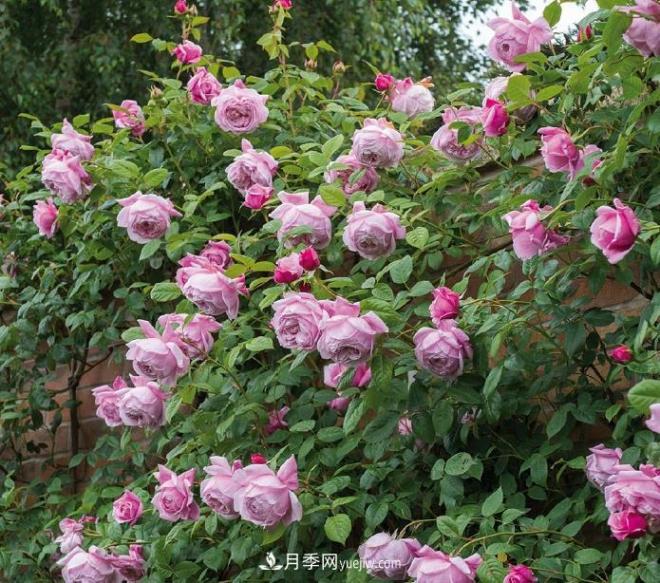 最值得栽的10种藤本月季，每一种都很优秀(图6)