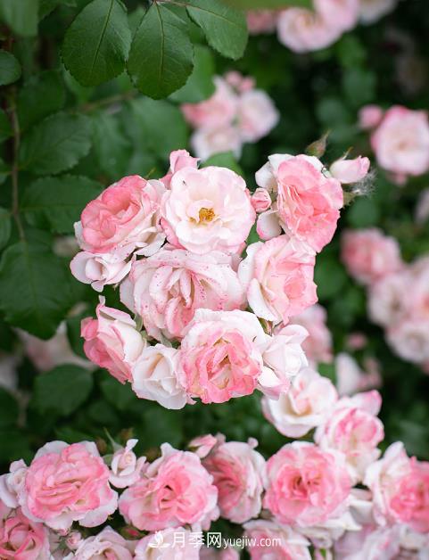 最值得栽的10种藤本月季，每一种都很优秀(图10)