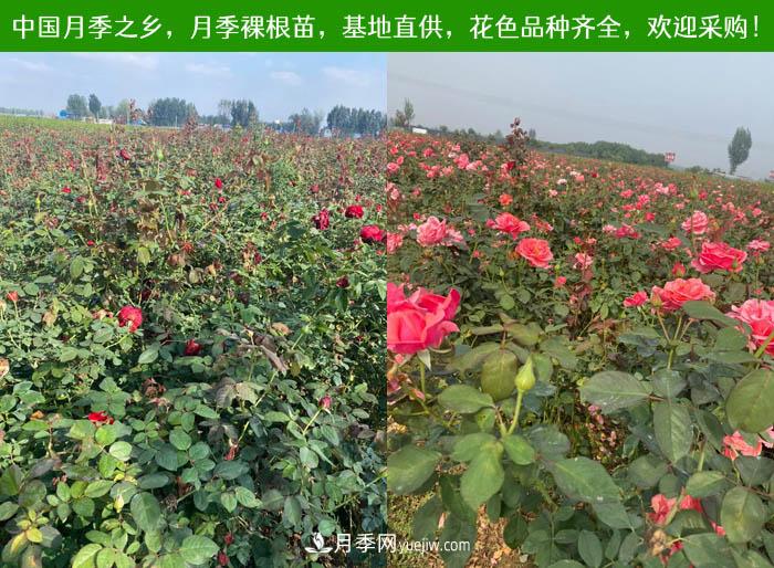 月季裸根苗，2020南阳月季裸根苗大量出货中(图3)