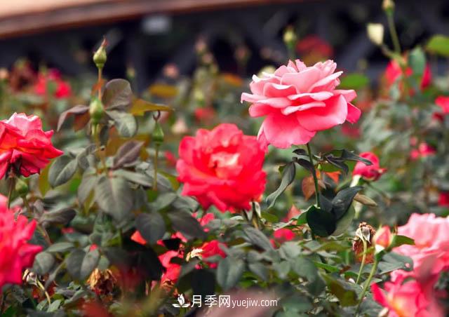 初冬赏花何处去？南京江宁这个近400亩的月季花海，赶紧安排！(图1)