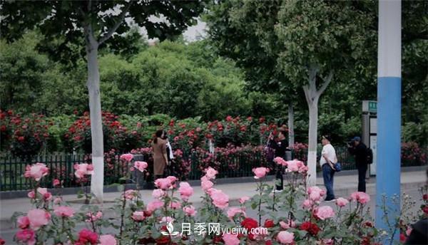 鹰潭月季文化(图3) 鹰潭月季文化(图3)