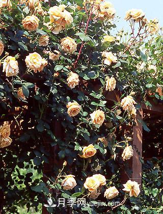 攀缘玫瑰和蔓延玫瑰之差异(图1)