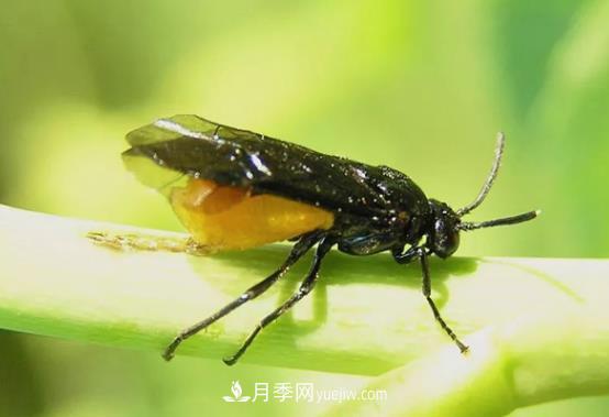 月季茎蜂防治(图1) 月季茎蜂的防治(图1)