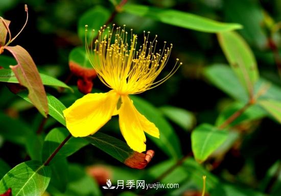 灌木苗木有哪些：21种常见灌木介绍(图4)