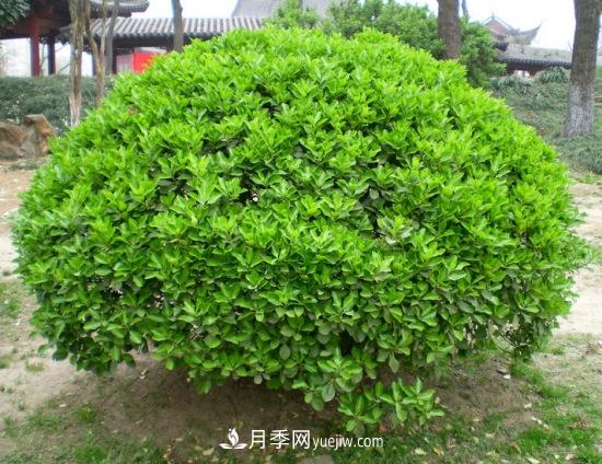 灌木苗木有哪些：21种常见灌木介绍(图8)