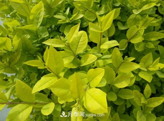 灌木苗木有哪些：21种常见灌木介绍(图13)