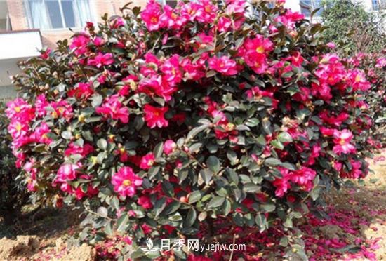 灌木苗木有哪些：21种常见灌木介绍(图21)