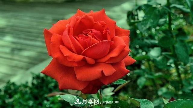 月季花的花语知多少(图1)