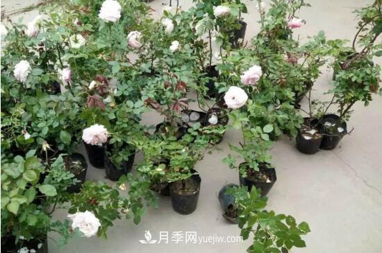 藤本月季怎么过冬(图2)