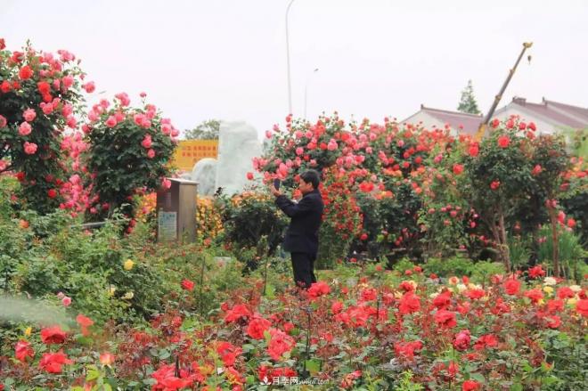 南阳月季批发：唯有此花开不厌，一年长占四时春(图2)