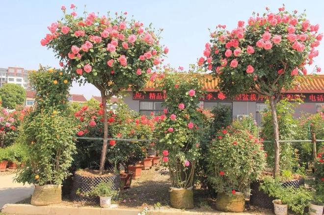 南阳月季批发：唯有此花开不厌，一年长占四时春(图1)