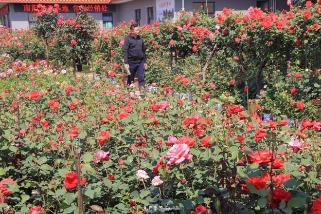 南阳月季批发：唯有此花开不厌，一年长占四时春(图5)