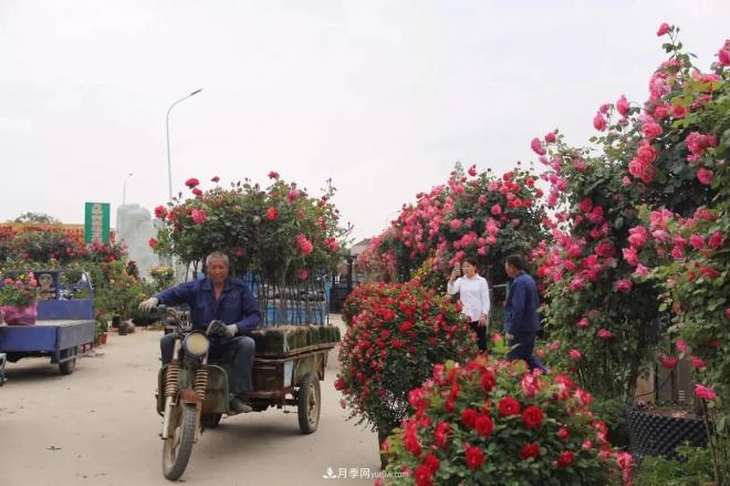 南阳月季批发：唯有此花开不厌，一年长占四时春(图6)
