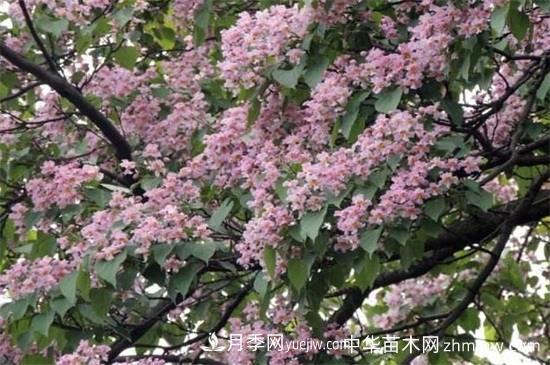 河南苗木楸树和梓树的区别(图2)