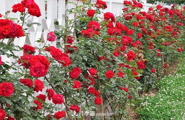 藤本月季的养殖方法与注意事项：适当修剪花更繁(图1)