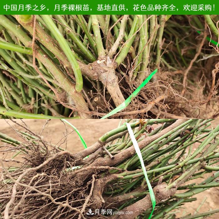 月季裸根苗批发,南阳月季繁育基地直供(图1) 月季裸根苗批发,南阳月季繁育基地直供(图1)
