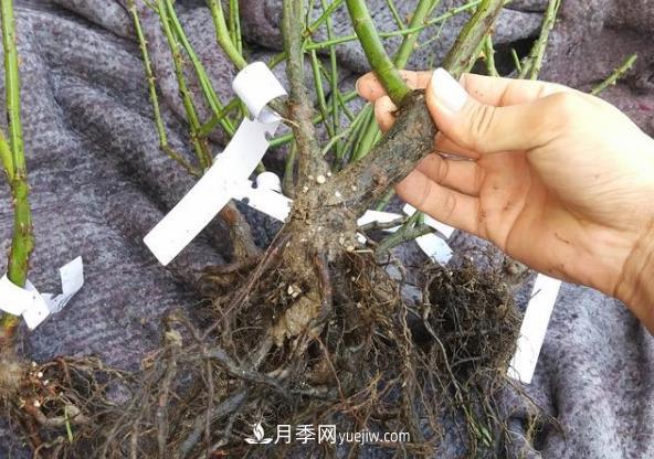 月季裸根大苗开花多见效快,网购注意事项(图1) 月季裸根大苗开花多见效快,网购注意事项(图1)