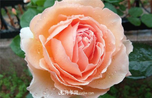 法国月季的摩纳哥公主、摩纳哥公爵和摩纳哥王妃夏琳是什么关系？(图4)