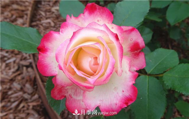 法国月季的摩纳哥公主、摩纳哥公爵和摩纳哥王妃夏琳是什么关系?(图3) 法国月季的摩纳哥公主、摩纳哥公爵和摩纳哥王妃夏琳是什么关系?(图3)