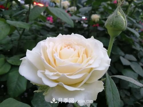 6款月季，家里养月季选它，好看好养好闻，是盆栽佳品(图4)