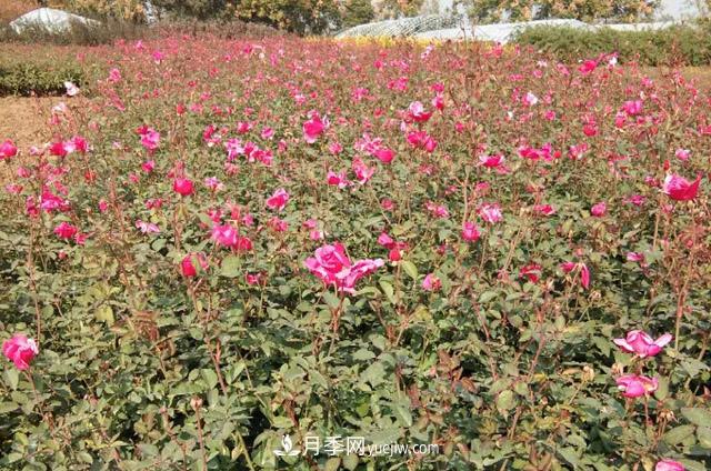 山东济南青岛烟台德州菏泽50公分大花丰花月季批发(图2) 山东济南青岛烟台德州菏泽50公分大花丰花月季批发(图2)