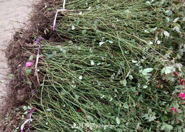 山东济南青岛烟台德州菏泽50公分大花丰花月季批发(图3) 山东济南青岛烟台德州菏泽50公分大花丰花月季批发(图3)