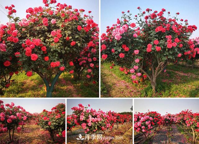 河南古桩月季园打造乡村特色产业(图1)