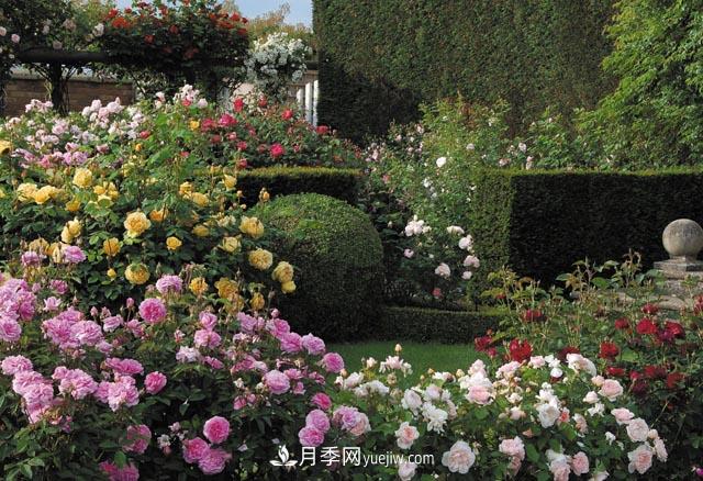 在农村种植绿化苗木有发展前途吗？种什么苗木有市场？(图1)