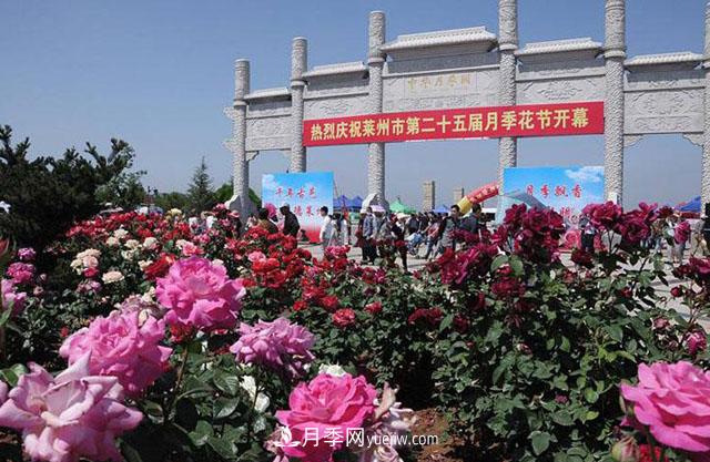 莱州月季传说(图1)