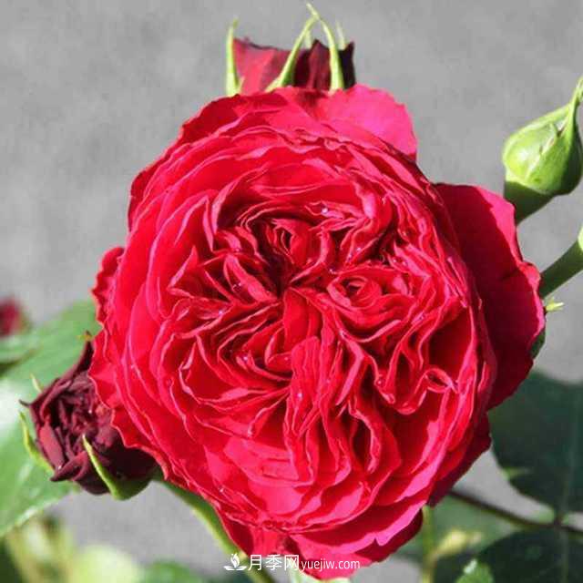 月季界的4大开花机器，养2种就拥有一个花园(图2)
