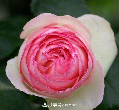 月季界的4大开花机器，养2种就拥有一个花园(图1)