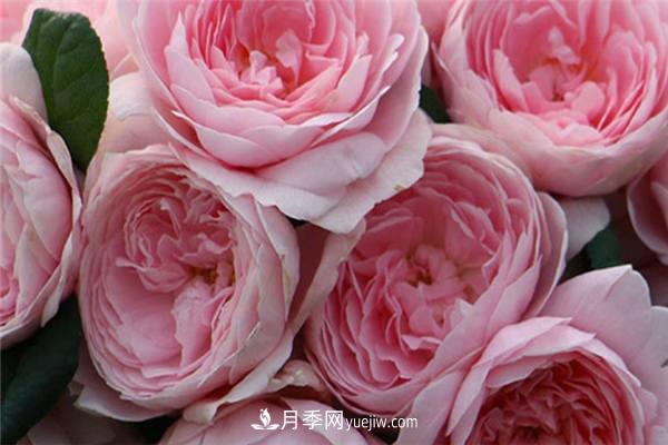 月季开花机器第一名是什么？请叫我第一名(图1)