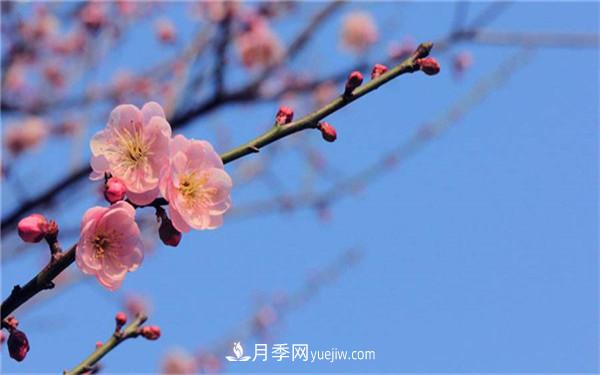 中国十大盆景排名，看看有哪些品种(图2)