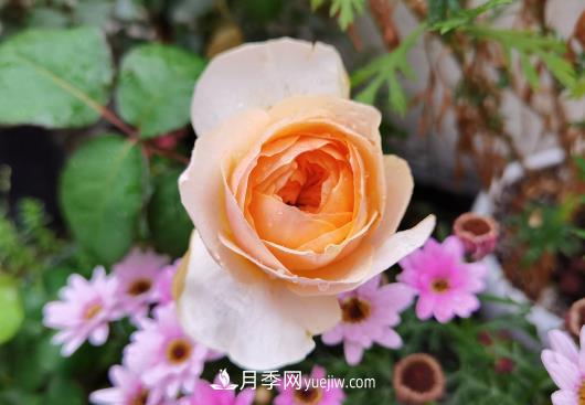 十大最贵的玫瑰花品种(图1)