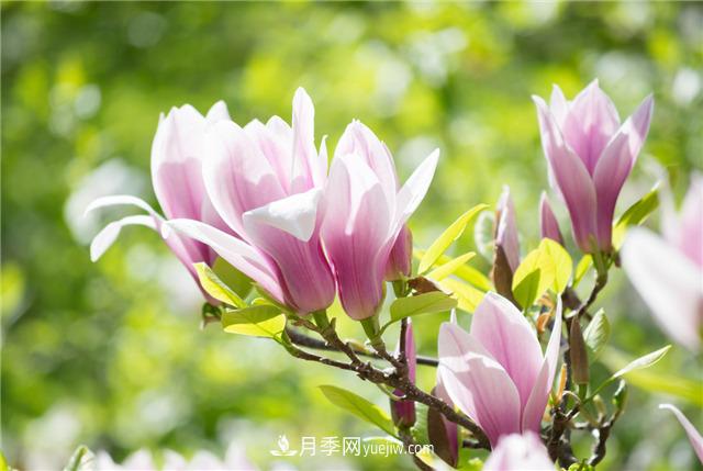 中国最香的五种花排名，我爱白玉兰(图1)