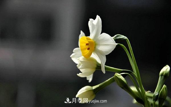 常见的草本植物有哪些？(图2)