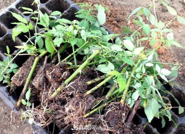 月季春季扦插的时间一般在4-5月份(图1)