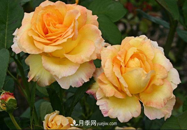 大花月季怎样种植？4个栽培管理事项要注意！(图1)